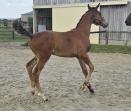 Pharell de Bornat 