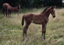 Pharell de Bornat 