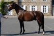 Cheval de concours a vendre